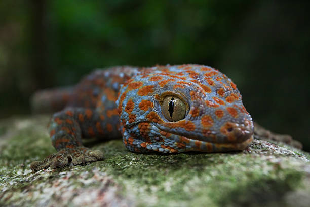 tokay gecko (gekko gecko) - chameleon africa rainforest leaf stock-fotos und bilder