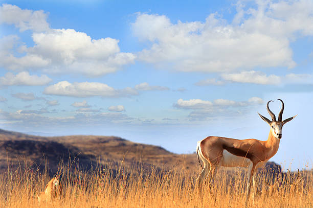 An isolated Impala standing on a hill with a bright blue cloudy sky