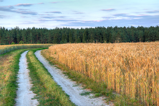 Summer landscape with country road and fields of wheat. Masuria, Poland.