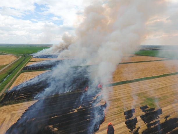 istock Burning straw in the fields of wheat after harvesting 545548950