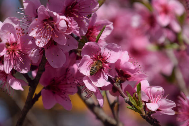 istock Pollination of flowers by bees peach. 545550218