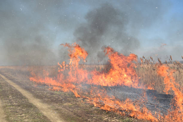 istock Burning dry grass and reeds 545550486