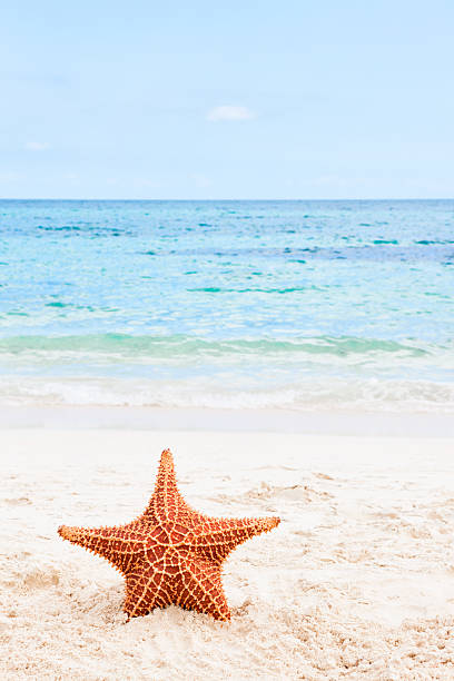 istock Starfish on the beach in the Bahamas 545550542