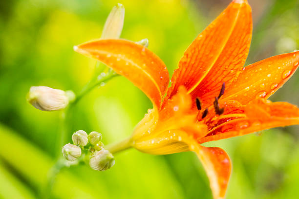 An orange daylily flower in the rain.