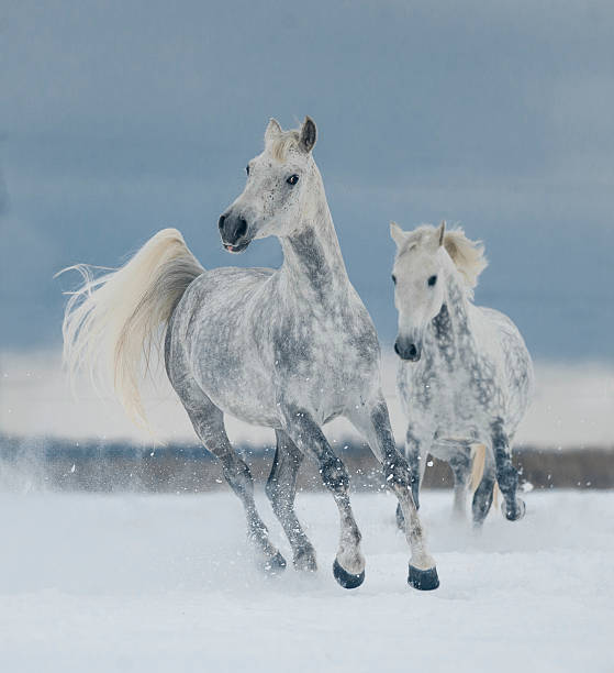 Close-up of a white Camargue horse in southern France. Horses raised in the wild among Camargue bulls in the ponds of the Camargue. Trained to be ridden by gardians.