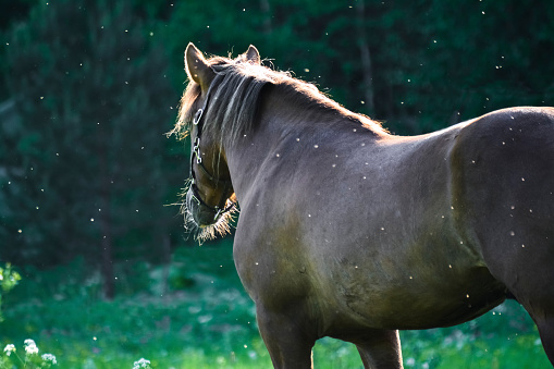 In a stable of purebred horses, a dark-haired horse with its mane combed with small braids is ready to parade.