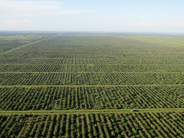 Florida Citrus by Air