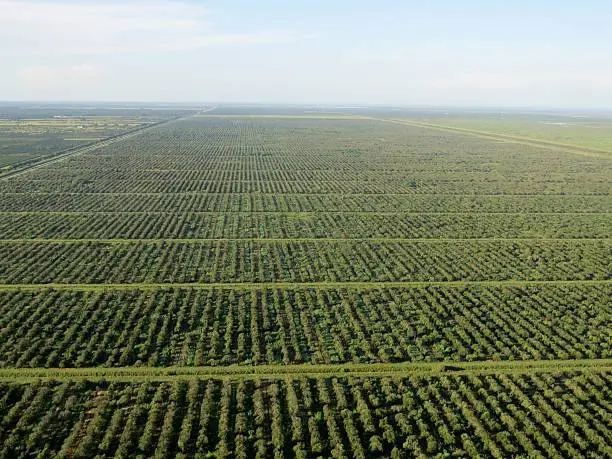 Photo of Florida Citrus by Air