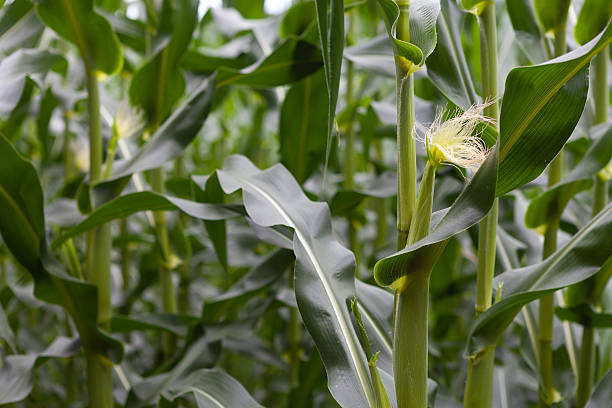 corn field detalle - agriculture close up corn corn on the cob fotografías e imágenes de stock
