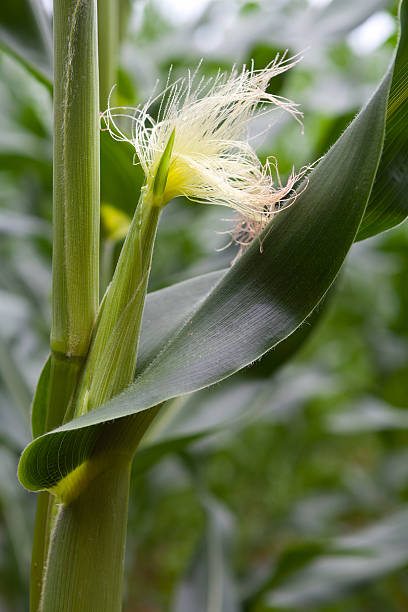 detalle de maíz - agriculture close up corn corn on the cob fotografías e imágenes de stock