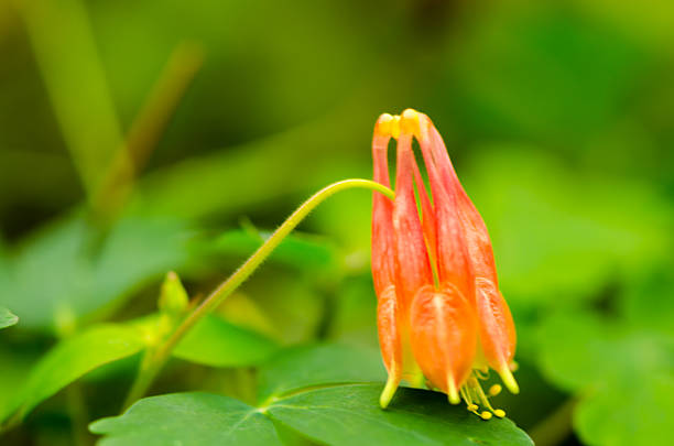 istock Aquilegia canadensis, Wild Columbine 545553946