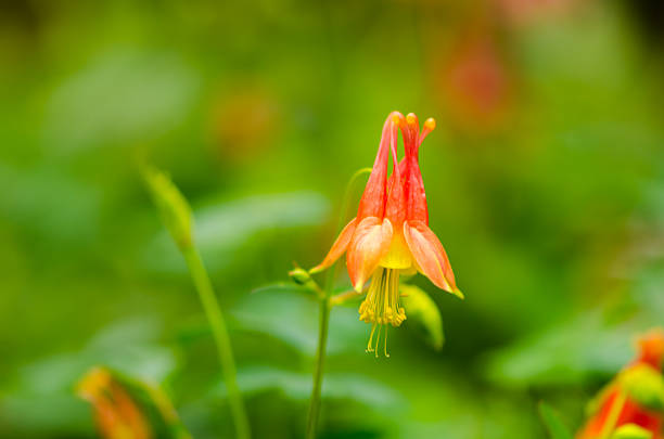 istock Aquilegia canadensis, Wild Columbine 545554110