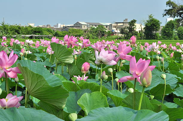 istock The famous lily pond ' s in sight 545556060