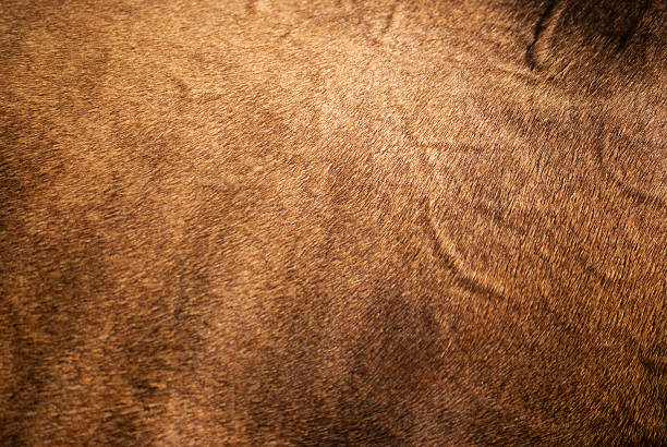 말 피부 - textured textured effect hide leather 뉴스 사진 이미지