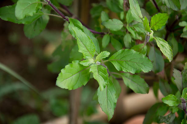 istock Ocimum sanctum onplant 545556602