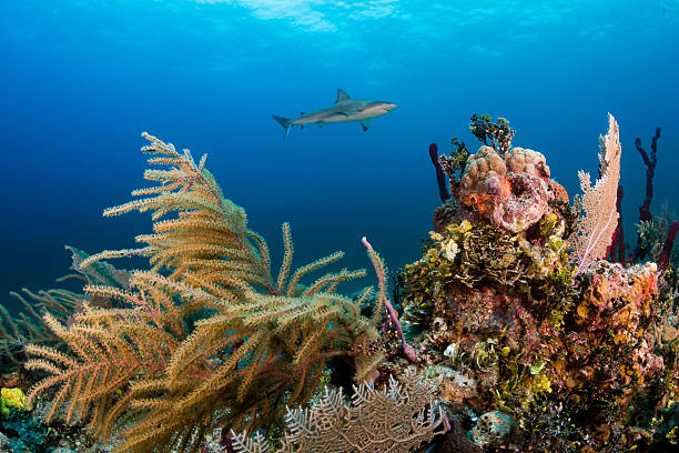 istock Reef Shark Cruising over the reef 545557306