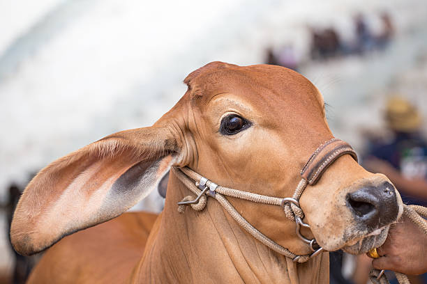 Beef cattle judging contest stock photo