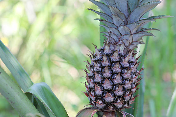 Close up pineapple plant growing stock photo