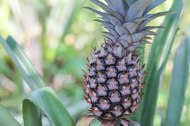 Close up pineapple plant growing stock photo