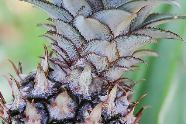 Close up pineapple plant growing stock photo