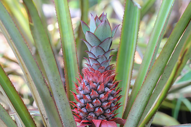 pineapple plant growing stock photo