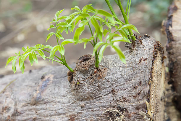 small trees growing on the old timber stock photo