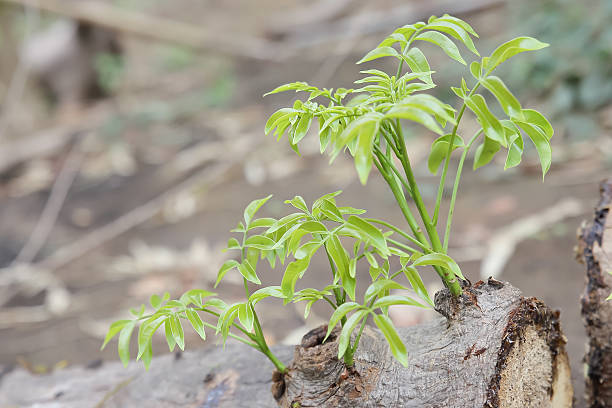 small trees growing on the old timber stock photo