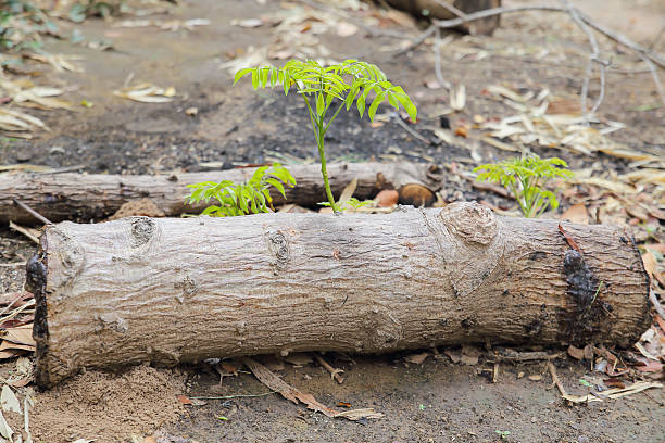 small trees growing on the old timber stock photo