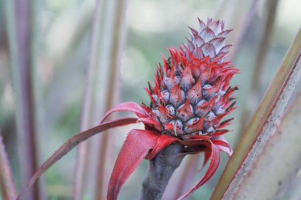 pineapple plant growing stock photo