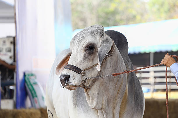 Beef cattle stock photo