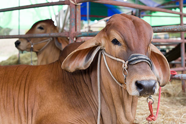 Beef cattle judging contest, Close up American Brahman brown stock photo