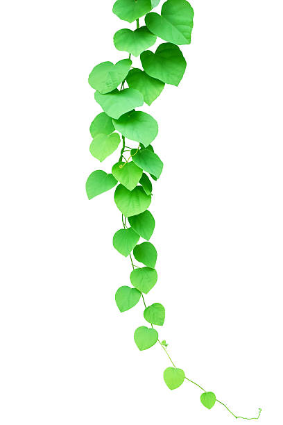 istock Green ivy plant, nature vine leaves 545559782