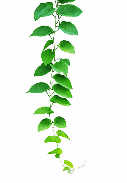 istock Green ivy plant, nature vine leaves 545559922
