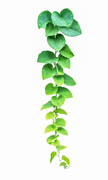 istock Green ivy plant, nature vine leaves 545560000