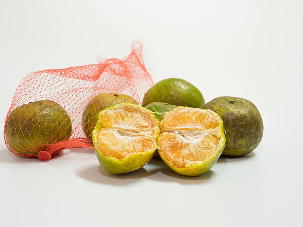 istock orange fruits on white background 545560114