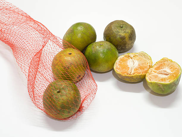 istock orange fruits on white background 545560154