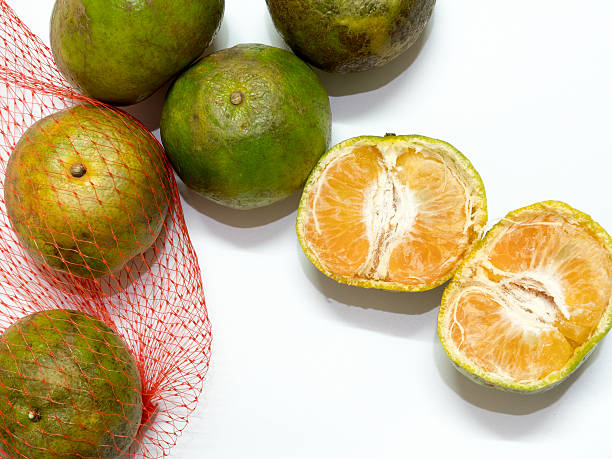 istock orange fruits on white background 545560200
