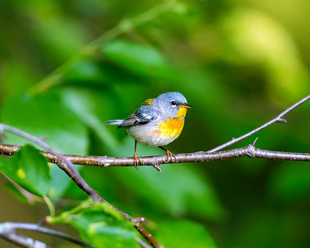 istock Northern Parula Male. 545560442