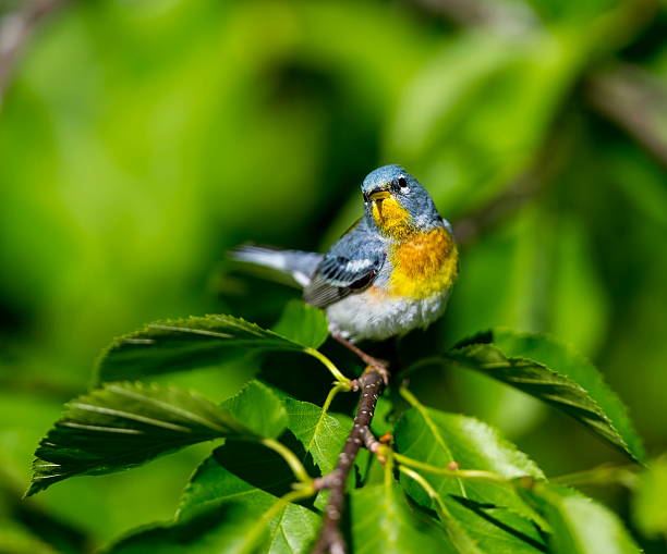 istock Northern Parula Male. 545560610