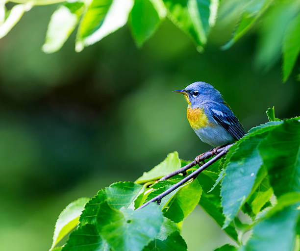istock Northern Parula Male. 545560640