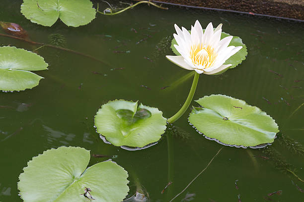 istock white lotus flower and lotus Leaf,water lily 545560658