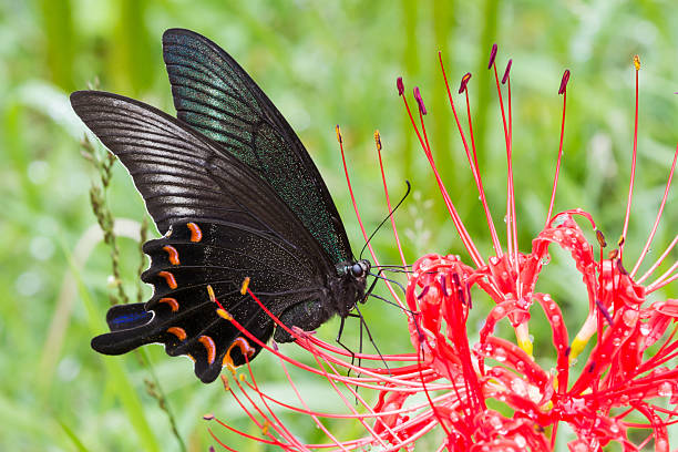 A female Chinese Peacock Butterfly (Papilio bianor) visits a red spider lily (Lycoris radiata) in Kirishima-Kinkowan National Park, Miyazaki, Japan. Dorsal (side) view.