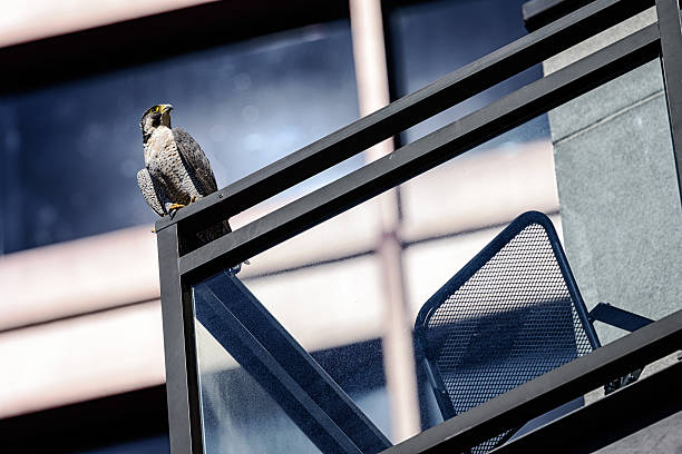 istock Peregrine Falcon, downtown Chicago 545560850