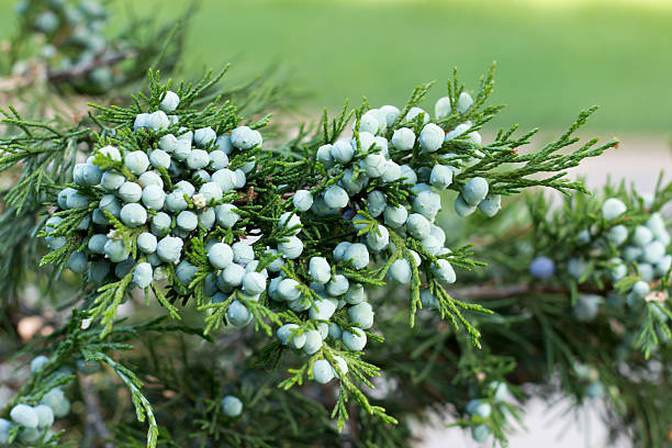 Japanese green juniper close up Japanese green juniper close up during fruiting chamaecyparis stock pictures, royalty-free photos & images