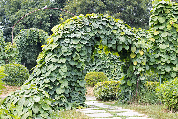 istock aristolochiaceae Manchu Gaping dutchman's pipe 545561448