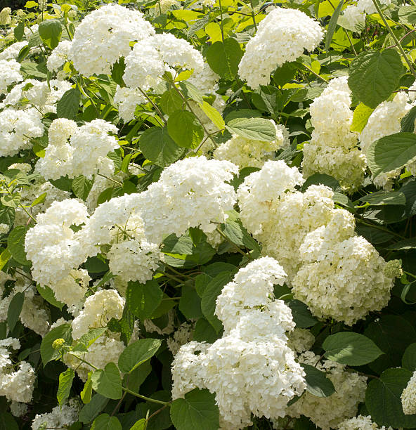 istock Blooming white Hortensia flower closeup 545561600