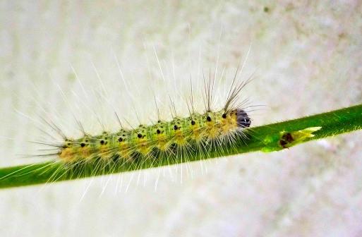 The larva caterpillar of a Spotted Tussock Moth is seen crawling up the branch of a Polygonum aviculare L. Or knotgrass plant in southern Alberta. The scientific name is Lophocampa maculata and this caterpillar will turn into a moth with a Normal, High Contrast wing pattern.  This is a type of tiger moth.