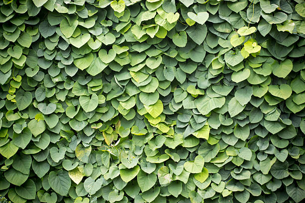 istock aristolochiaceae Manchu Gaping dutchman's pipe 545561700