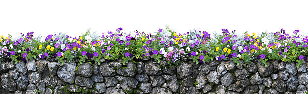 recinzione di fiori e pietre isolata su sfondo bianco - fence formal garden gardening ornamental garden foto e immagini stock