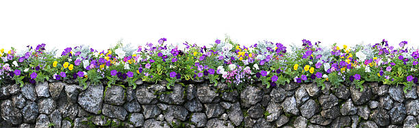 白い背景に隔離された花と石のフェンス - fence formal garden gardening ornamental garden ストックフォトと画像
